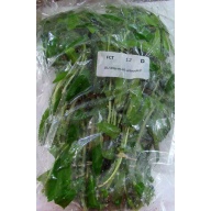 12 bunches, 36 plus stems of mermaid