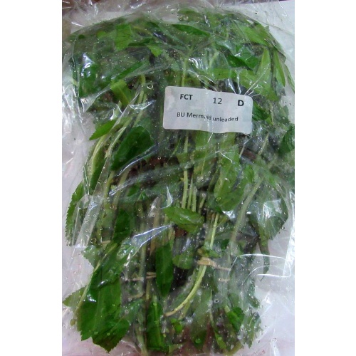 12 bunches, 36 plus stems of mermaid
