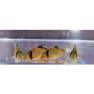 4 wild metae corys