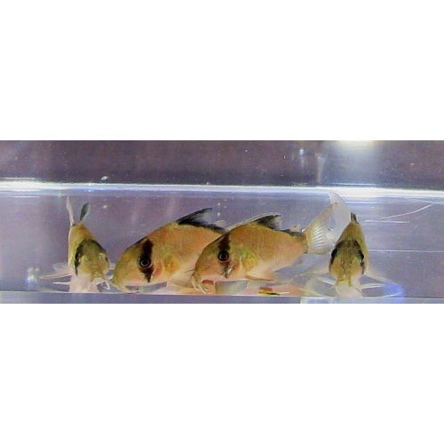 4 wild metae corys