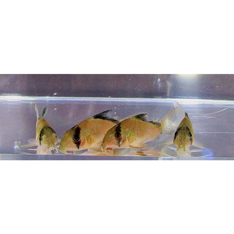 4 wild metae corys