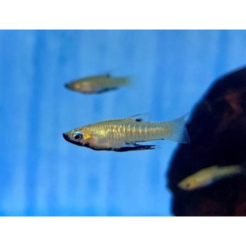 Girardinus metallicus - black form