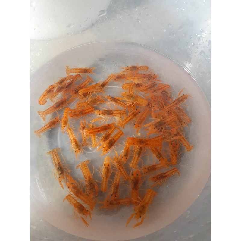 5 Live Mexican Orange Dwarf Crayfish CPO – Tank Raised Colony