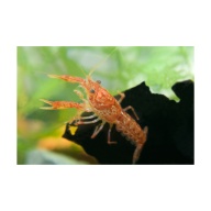 5 Live Mexican Orange Dwarf Crayfish CPO – Tank Raised Colony
