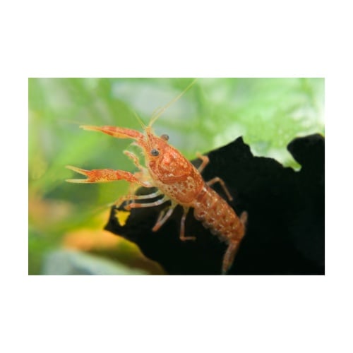 5 Live Mexican Orange Dwarf Crayfish CPO – Tank Raised Colony