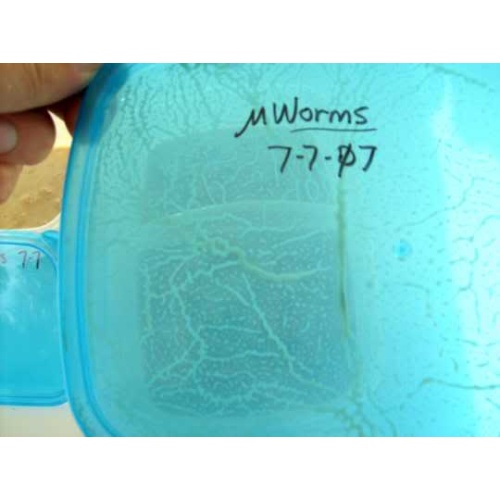 Four Large 2oz Starters -  Micro, Banana, Walter Worms, and Vinegar Eels - Includes Yeast & Pipettes.  Thorough Instructions Included With Purchase.