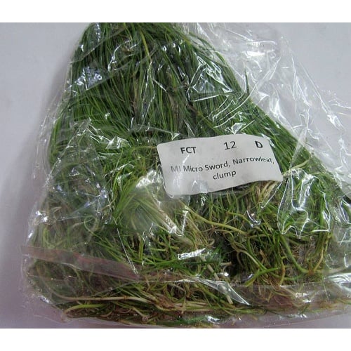 12 micro sword narrowleaf clumps