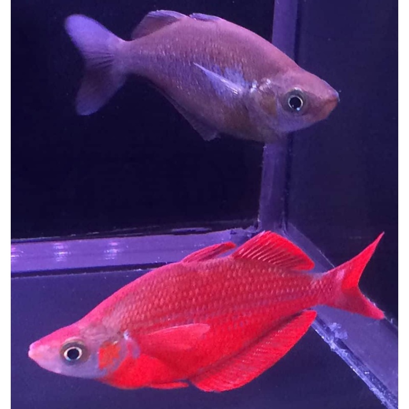 2 pair Millennium Rainbowfish, Glossolepis pseudoincisus