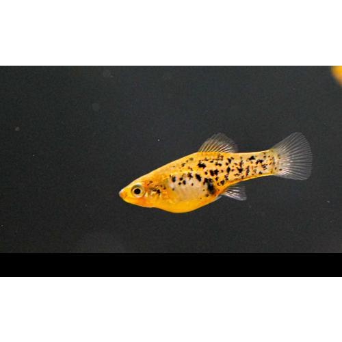 Xiphophorus milleri Lago de Catemaco