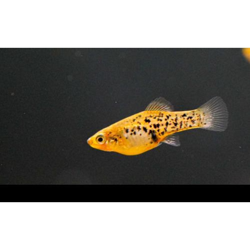 Xiphophorus milleri Lago de Catemaco