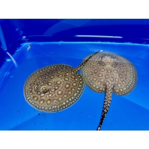 Mini Marble Stingrays