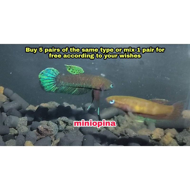 protect from extinction wild betta miniopina pair