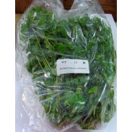 12 bunches, 36 plus stems of mint charlie