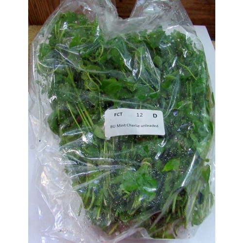 12 bunches, 36 plus stems of mint charlie