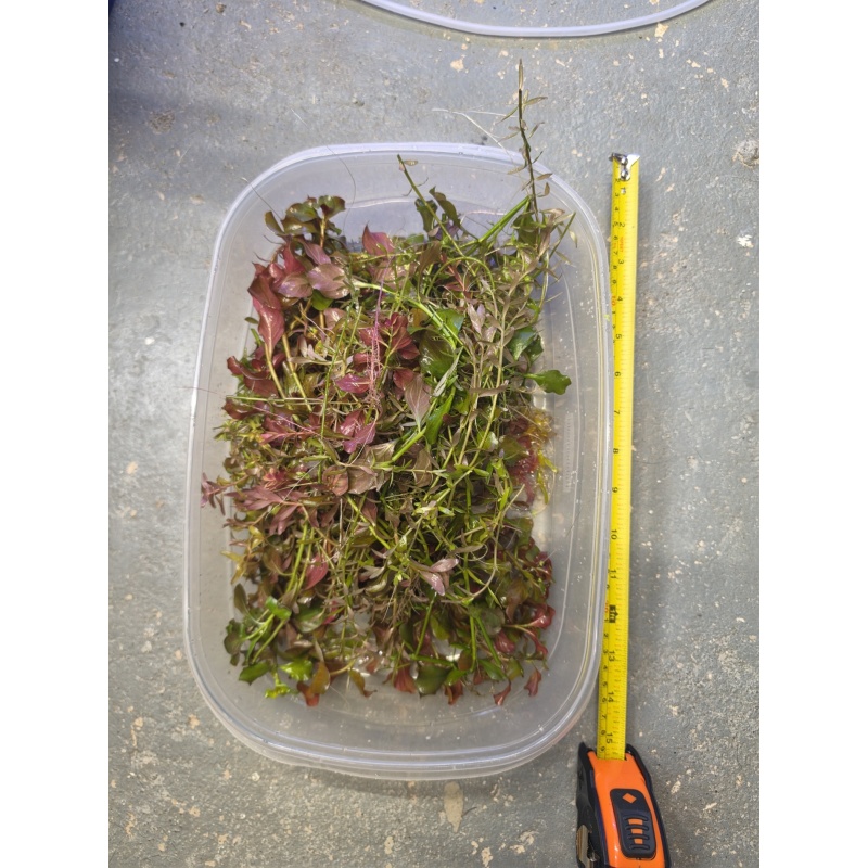 Ludwigia Repens & Rotala Rotundifolia Mixed Cuttings