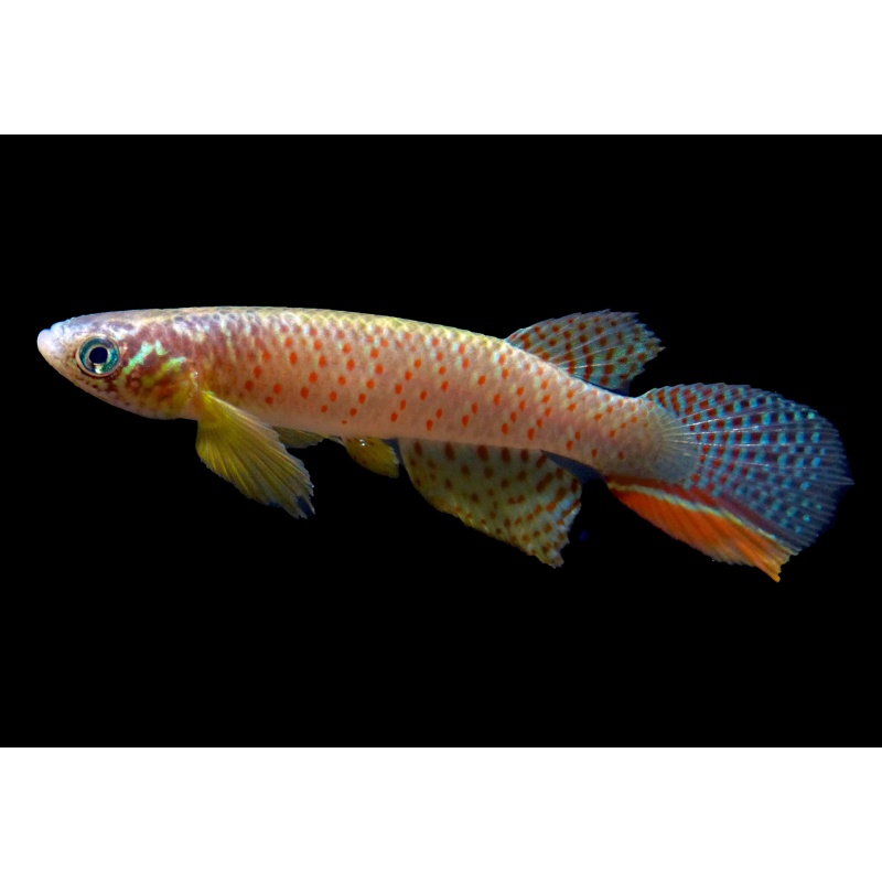 Moema sp. BO 2024/07  .....  RARE !!