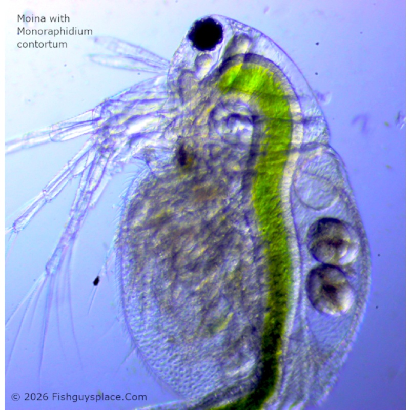 M. contortum - New fast growing microalgae kit for green water. Perfect for Daphnia and Moina!