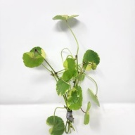 12 bunches, 36 plus stems of moneywort