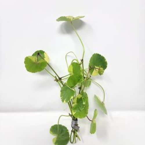12 bunches, 36 plus stems of moneywort