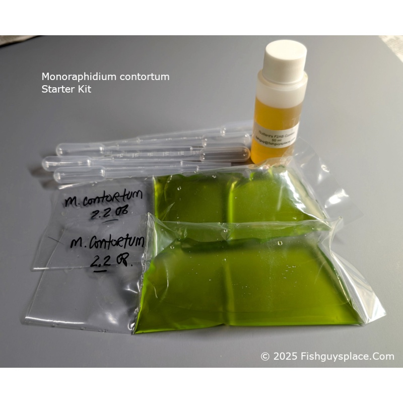 M. contortum - New fast growing microalgae kit for green water. Perfect for Daphnia and Moina!
