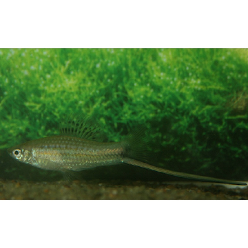 X. montezumae capuchin