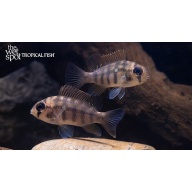 1x Heterochromis multidens TR SM
