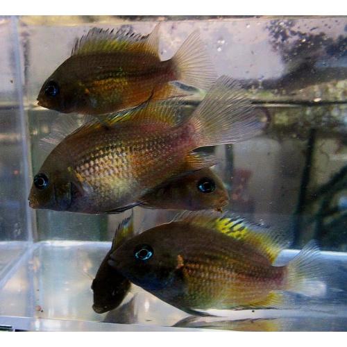 4 crypt myrnae cichlids