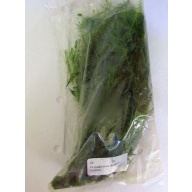 12 bunches, 36 plus stems of green myro