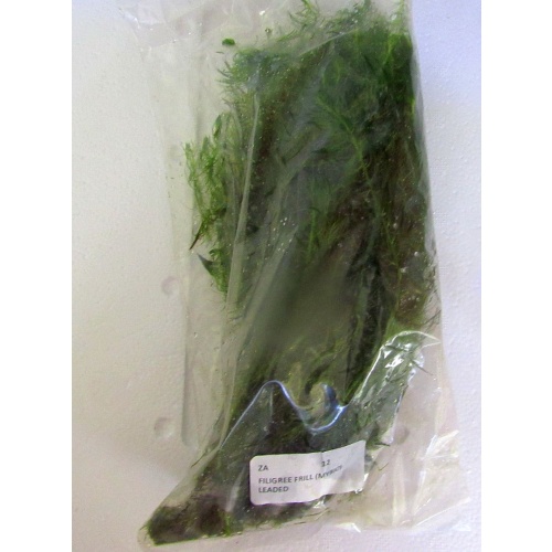 12 bunches, 36 plus stems of green myro