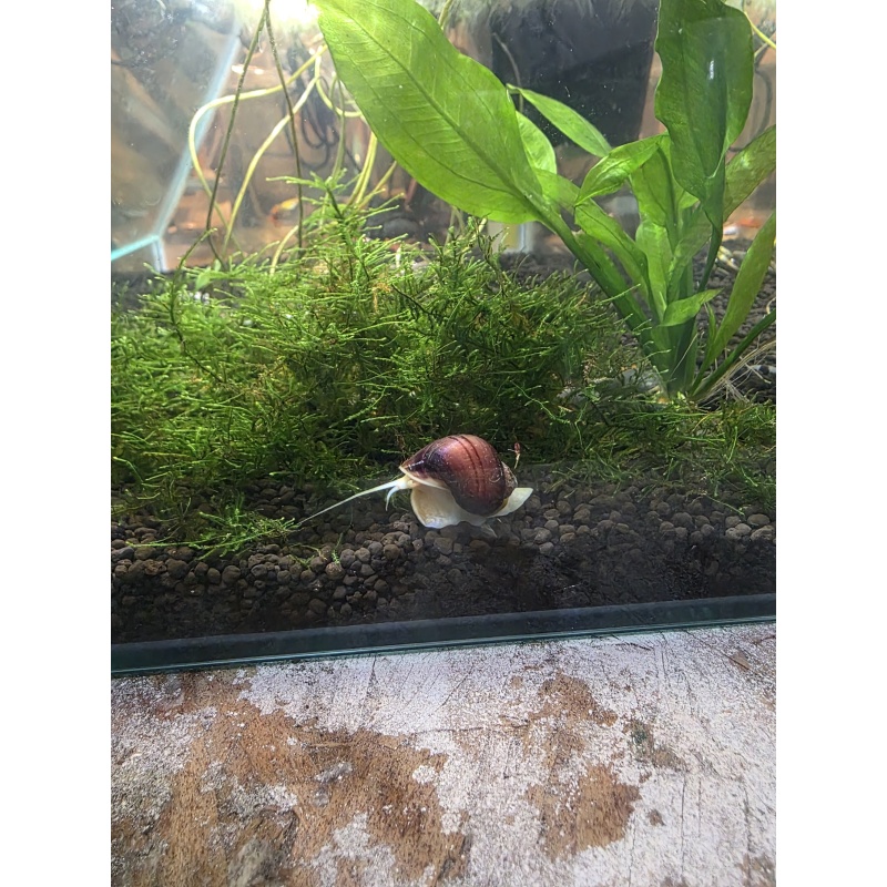10  baby mystery snails and a cltuch