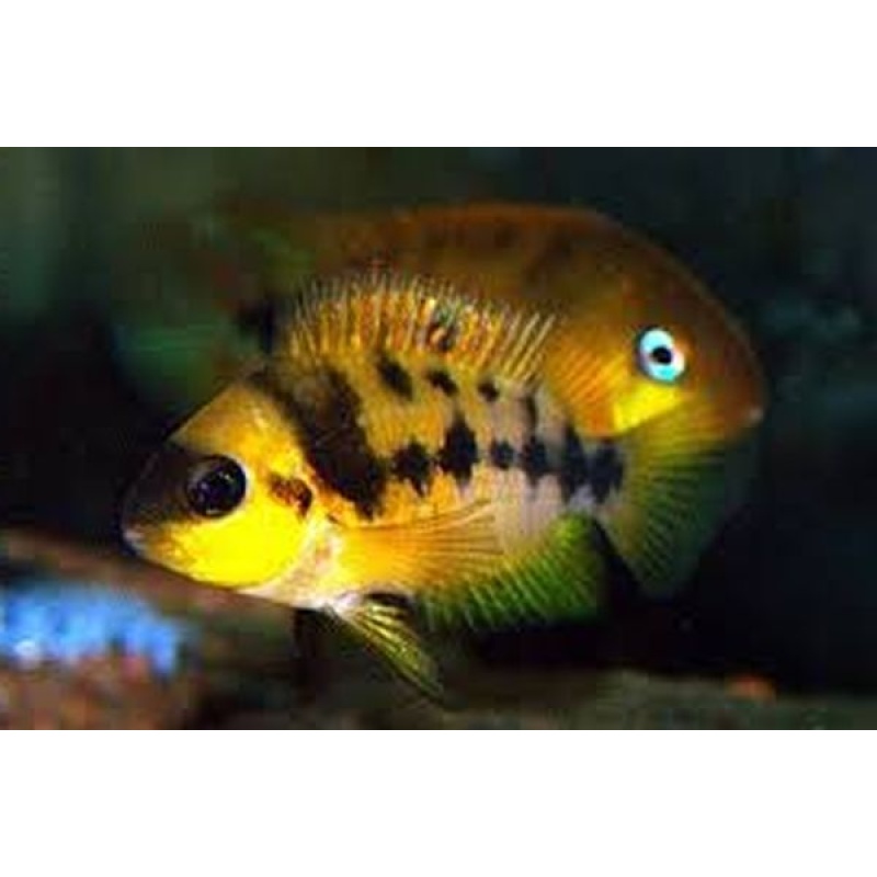 group of 4 Cryptoheros nanoluteus