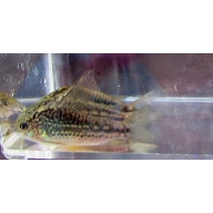 4 wild nanus corys
