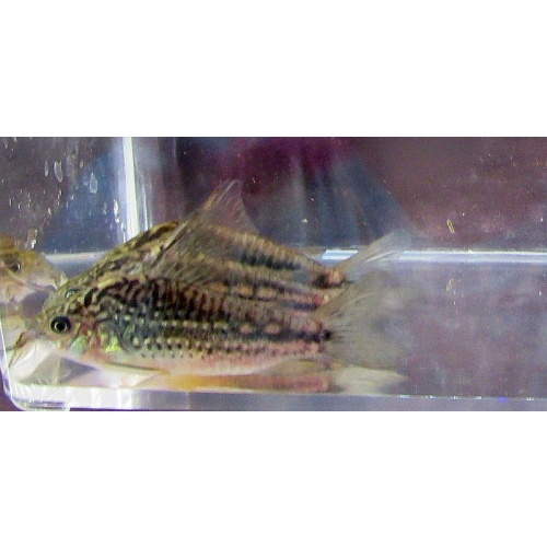4 wild nanus corys