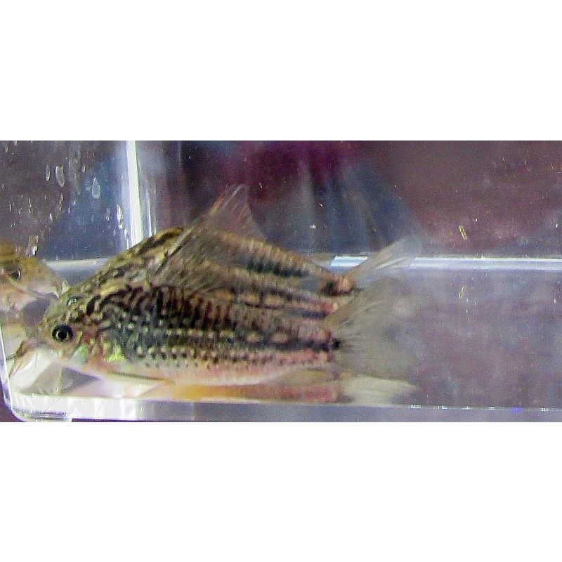 4 wild nanus corys
