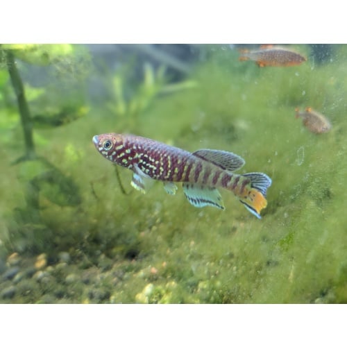 Blue Gularis Niger Delta