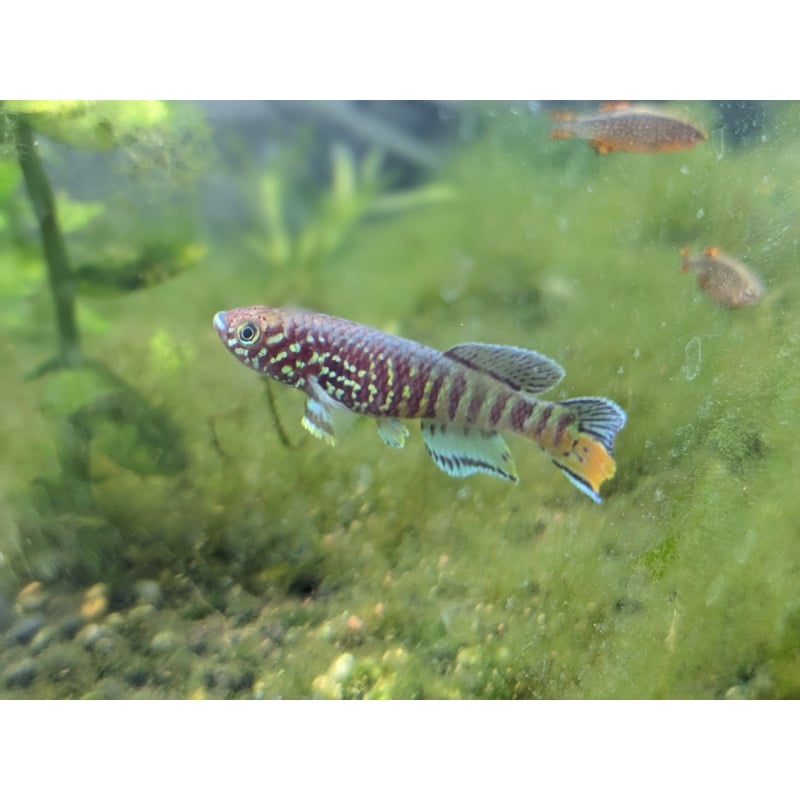 Blue Gularis Niger Delta