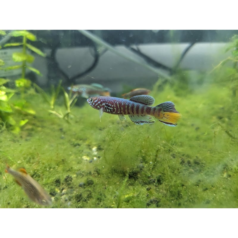 Blue Gularis Niger Delta