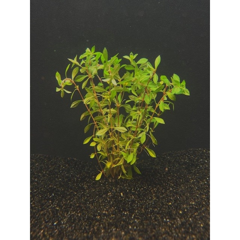 12 bunches, 36 plus stems of needle leaf ludwigia