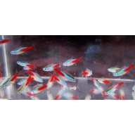 12  tank raised neons