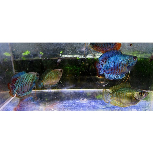 2 pair neon blue dwarf gouramis