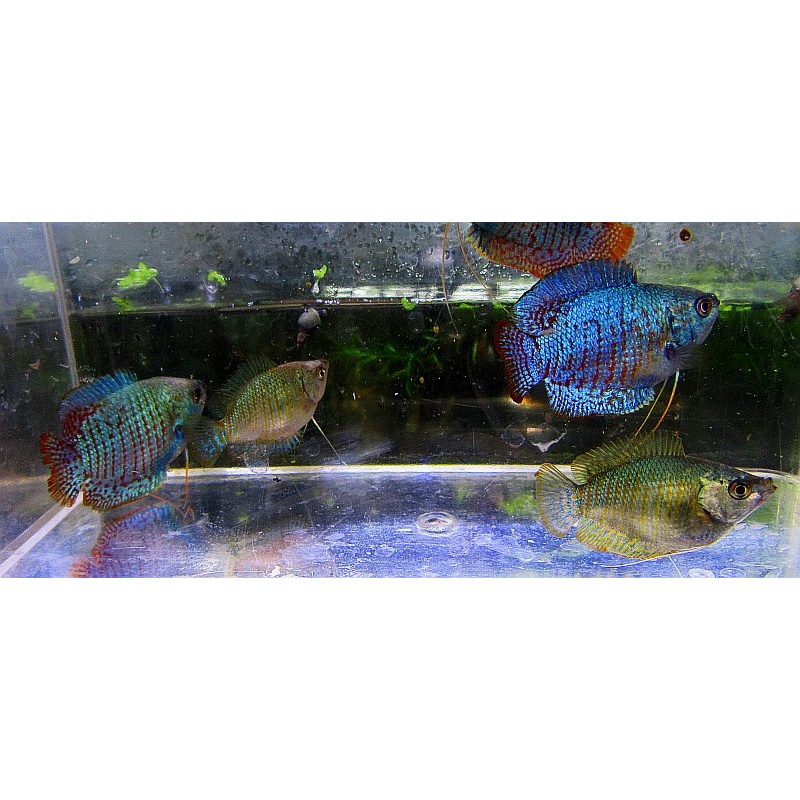 2 pair neon blue dwarf gouramis