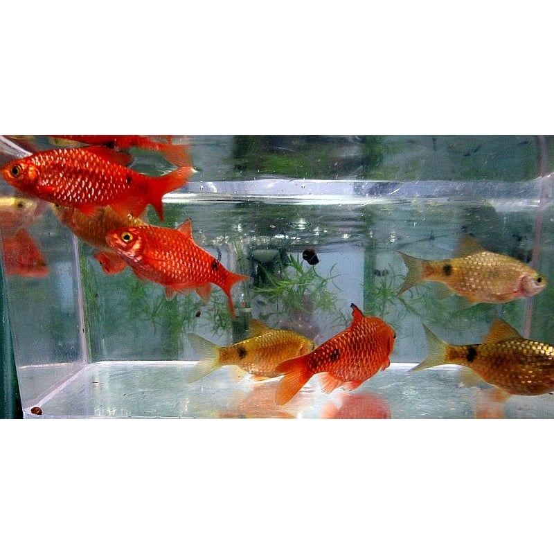 3 pair neon rosey barbs
