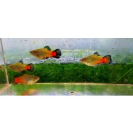 6 neon wag platys