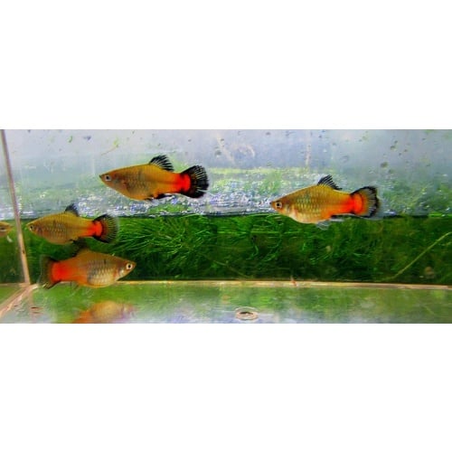 6 neon wag platys