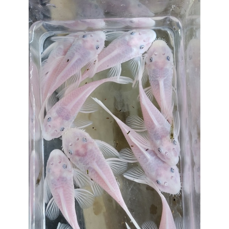 Snow White Pleco 2 Female 2 Male