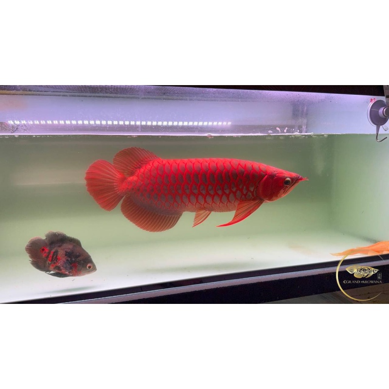 Premium Super Red Arowana – Healthy, Active, Show Quality