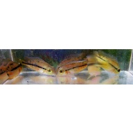 4 nicaraguensis cichlids