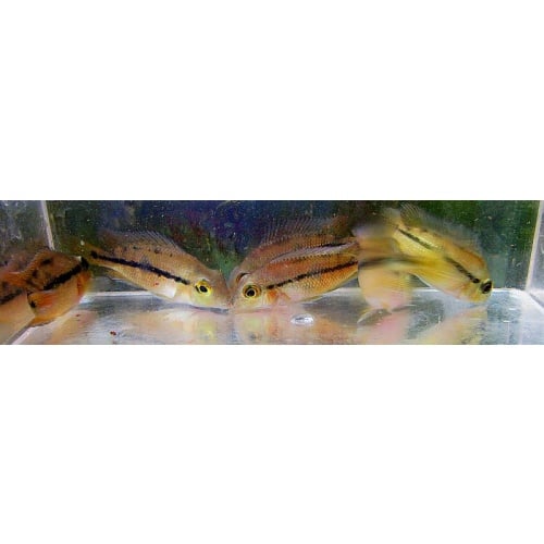 4 nicaraguensis cichlids