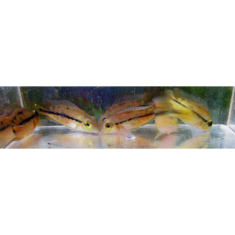 4 nicaraguensis cichlids