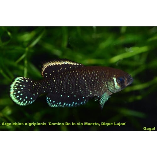 Argolebias nigripinnis 'Camino De la via Muerta, Dique Lujan'